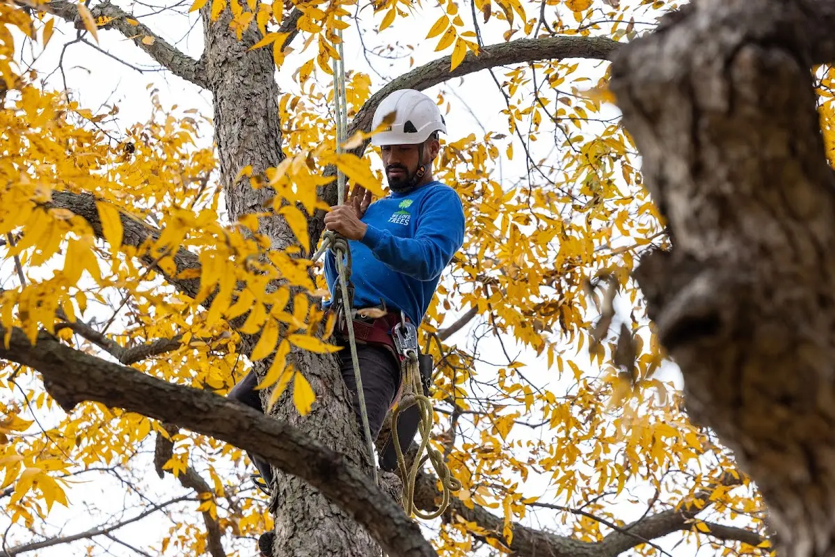 Skilled Storm Damage Cleanup crew working in Central City